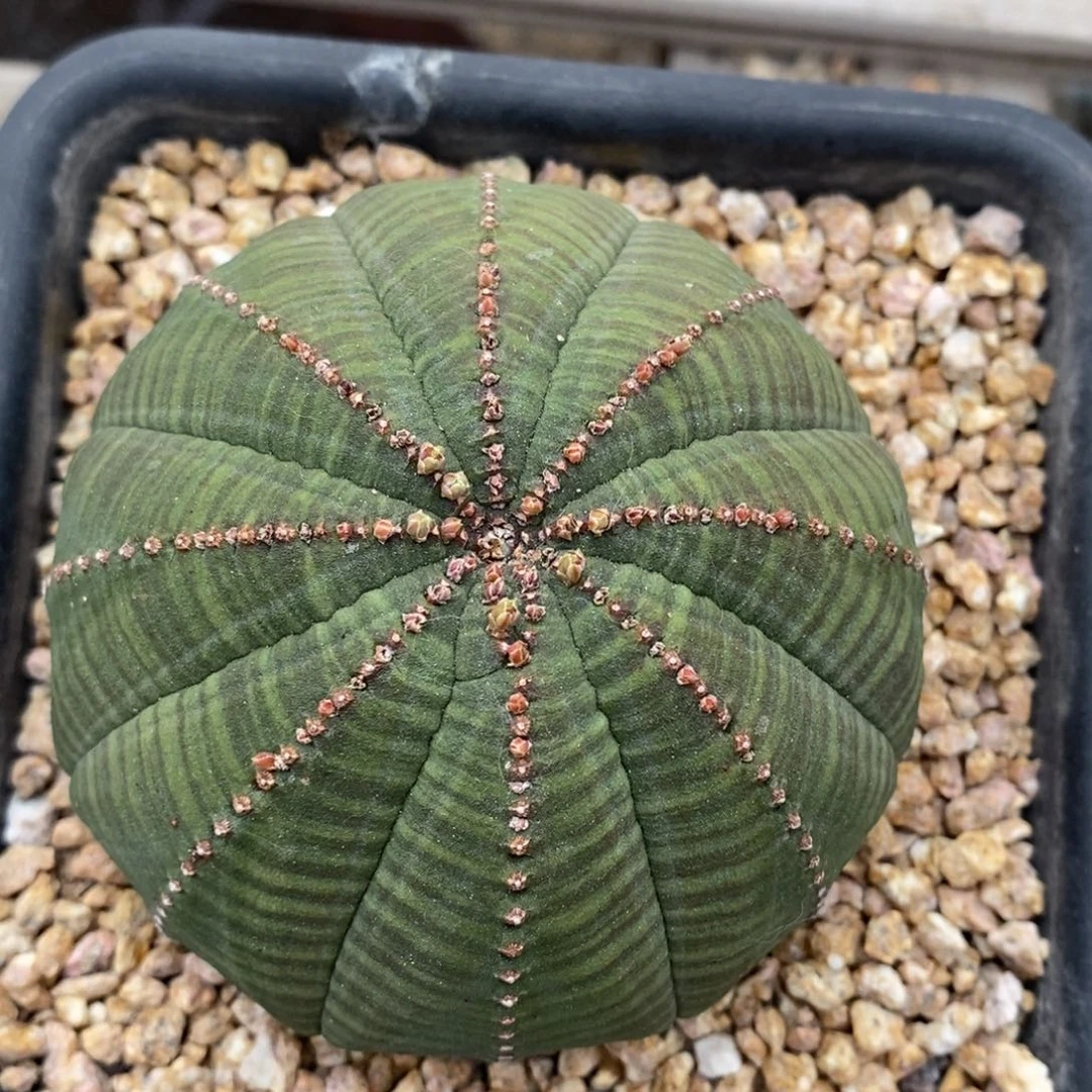 4欧系实生布纹球一物一拍