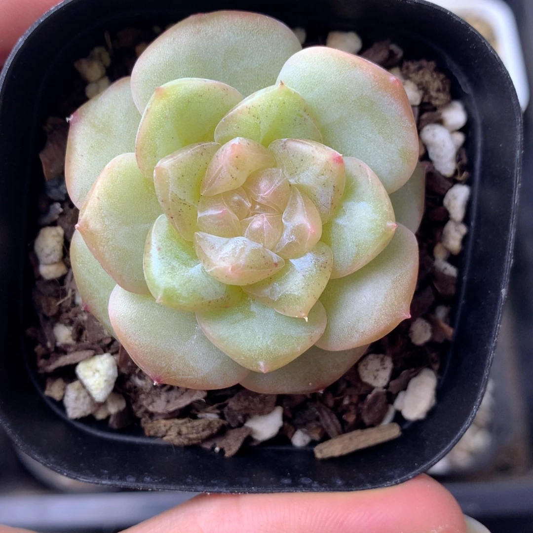 58包邮  群生不包整 18