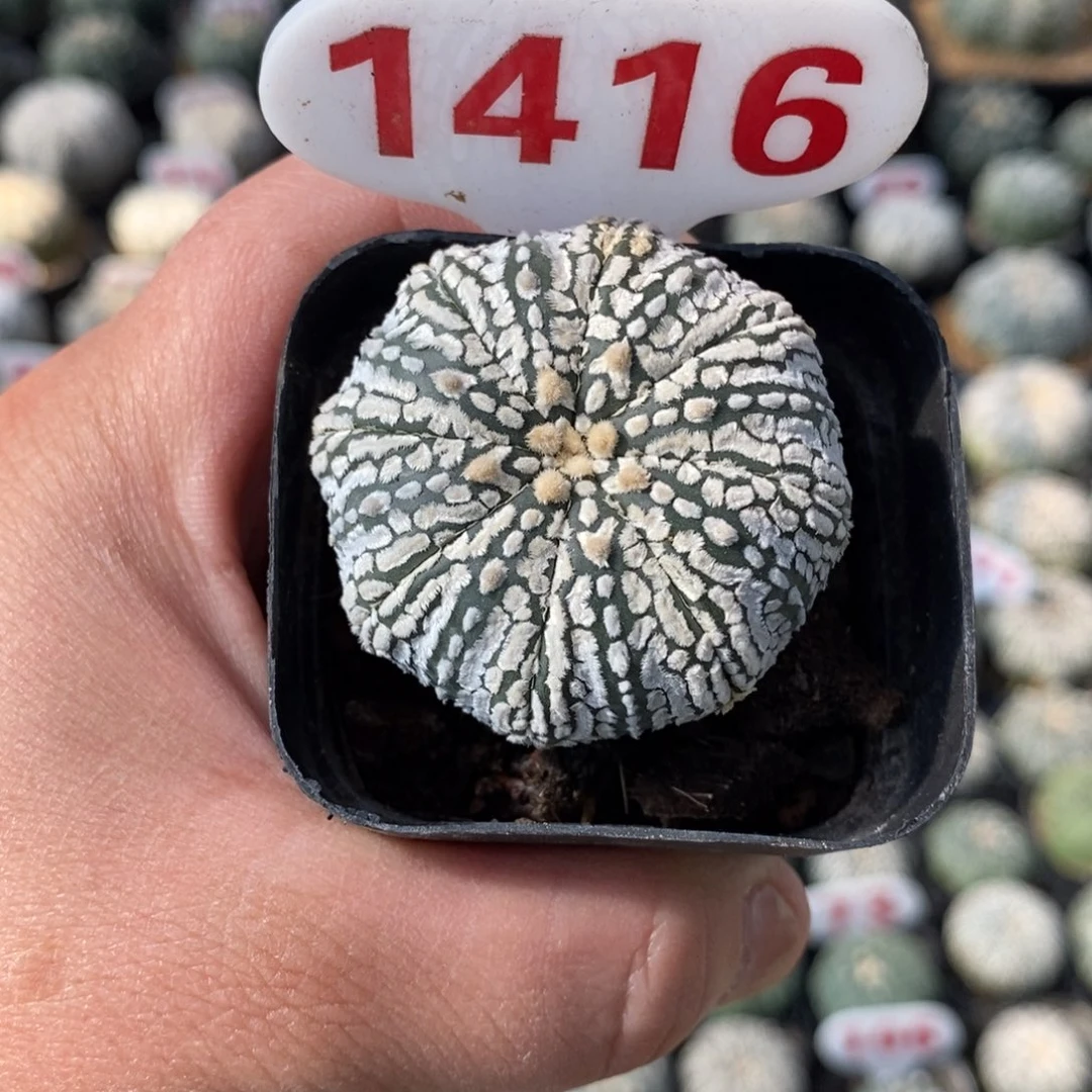 1416福利来了来了