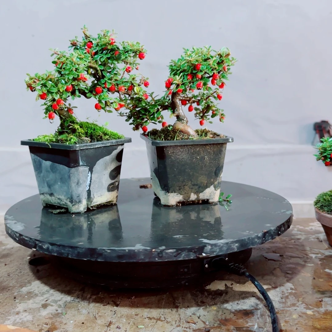 晨***c白花小叶珍珠栒子