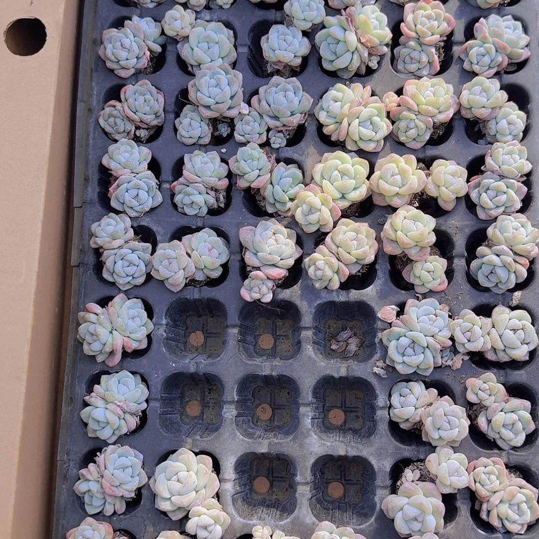 翡翠冰玉土球72颗带拖地