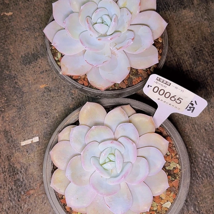 飘*奶茶一物一拍00065