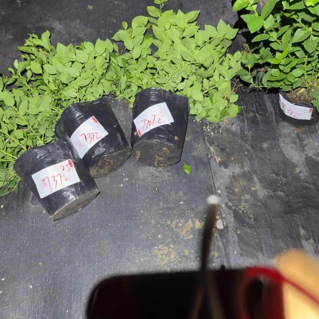 全***你大钵25一物一拍7372