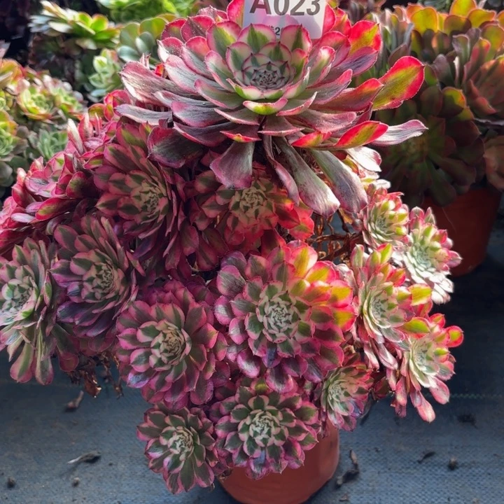 瑞妈，，。。。023红铜壶超白，