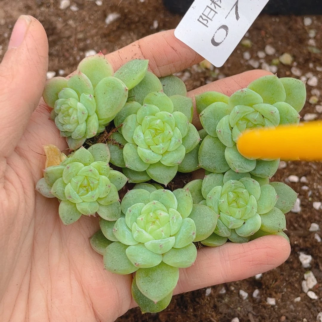 多肉植物多肉植物733