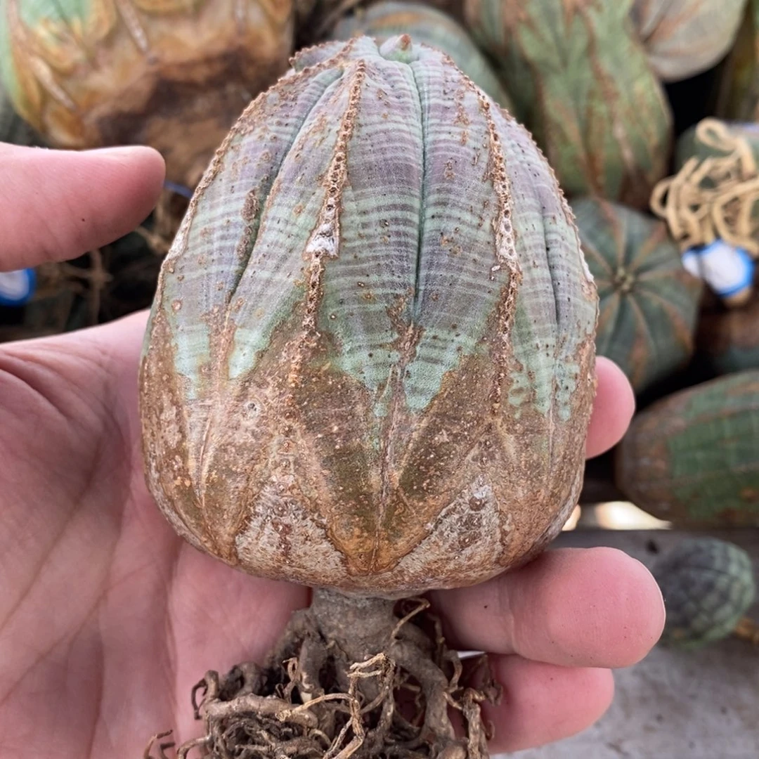5 欧系实生布纹球多肉植物