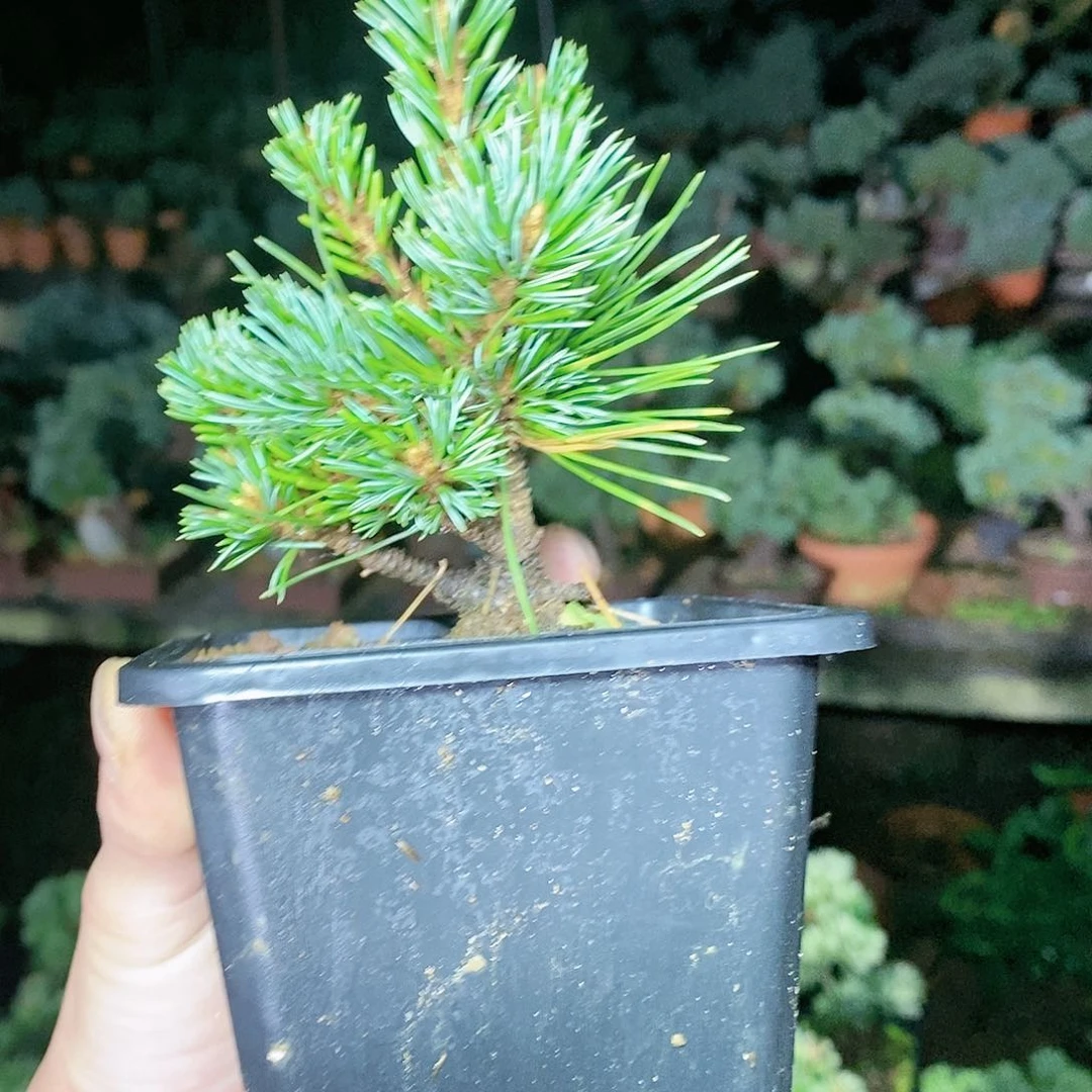 【闪购商品】无花朵