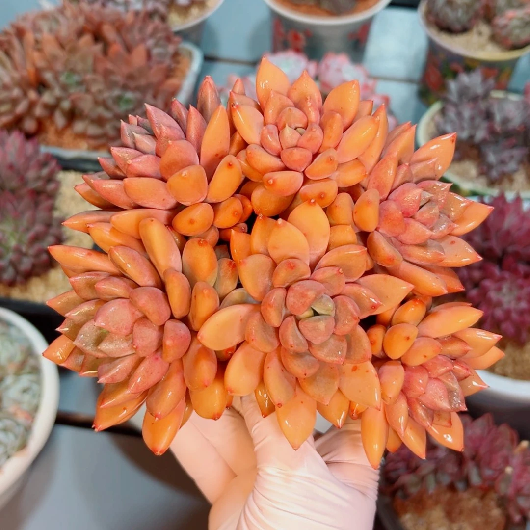 红象牙朵朵缀化多肉植物