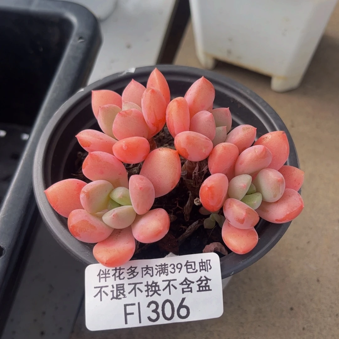 306-粉桃花多肉6cm