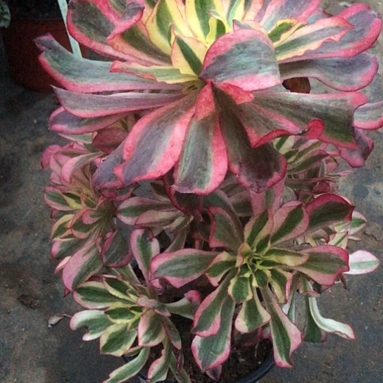 好***丝无花朵魅影法师多肉植物344号