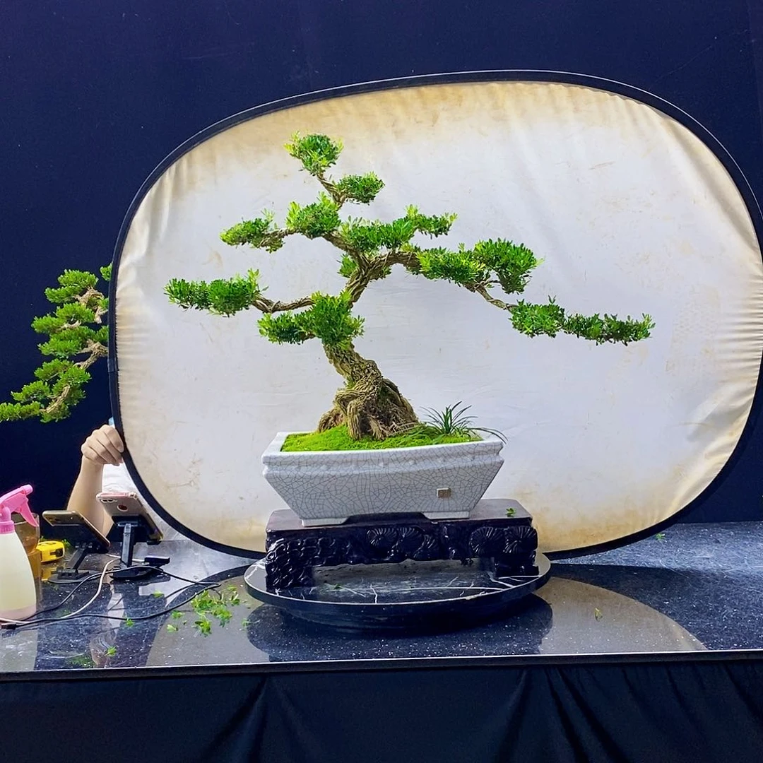 无花朵精品黄杨盆景