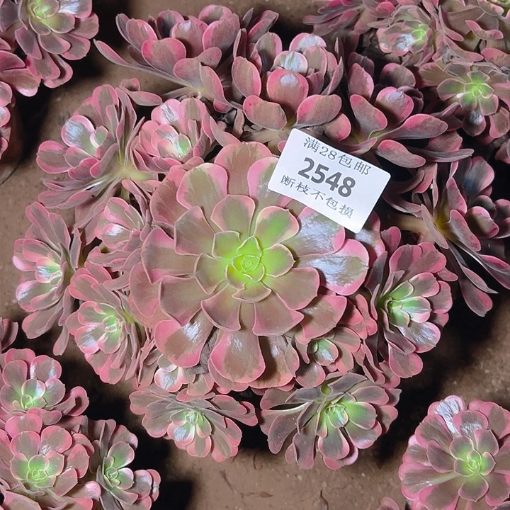 2548爱神多肉植物保护