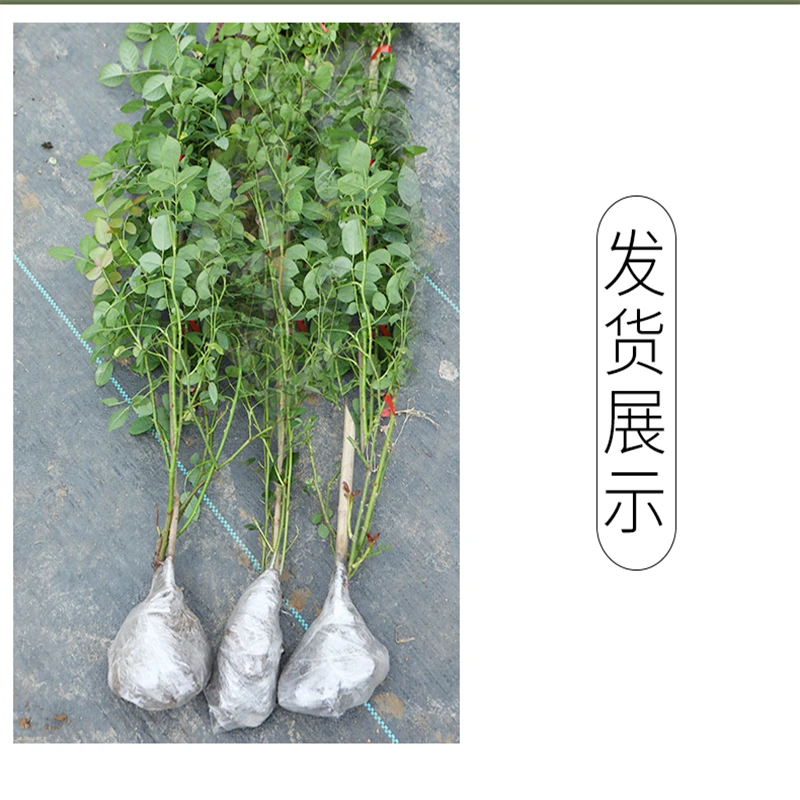蔷薇特大花苗爬藤多季开花庭院藤本月季藤蔓爬墙植物花卉盆栽玫瑰