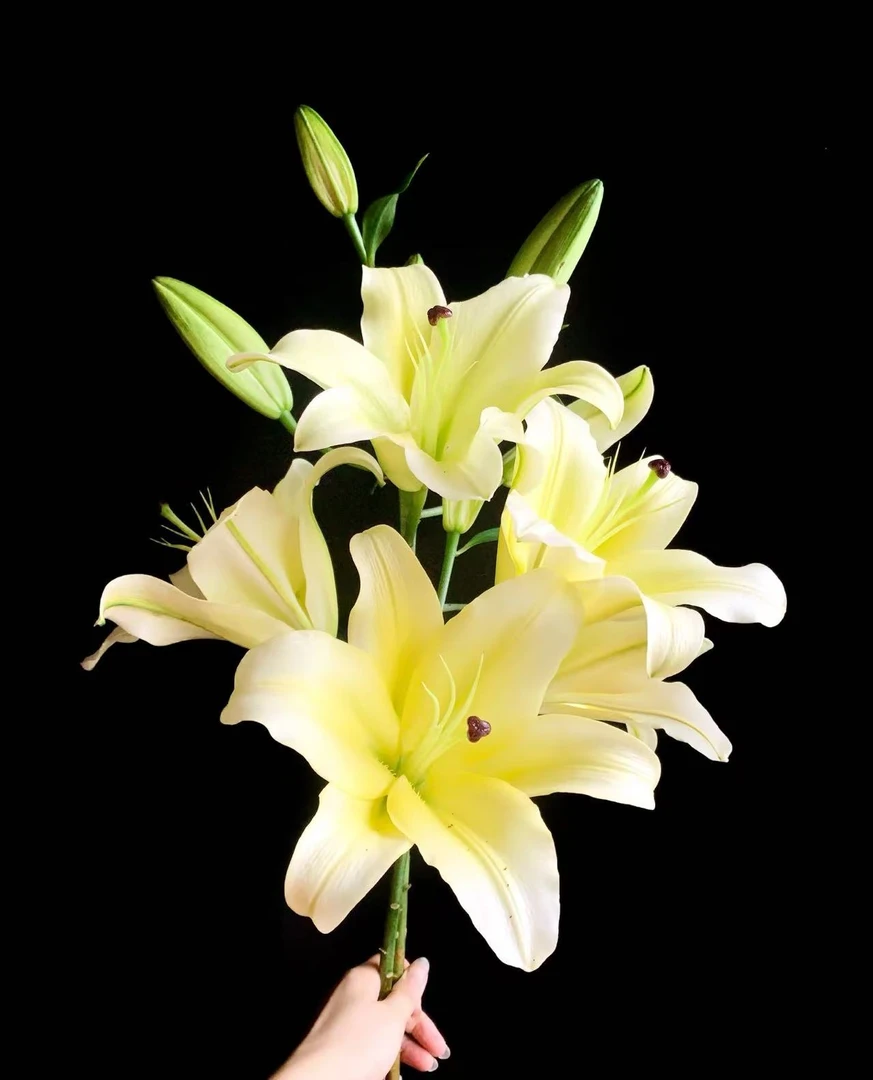 黄天霸多头香水百合-云南直发家庭养护生活鲜切花顺丰包邮