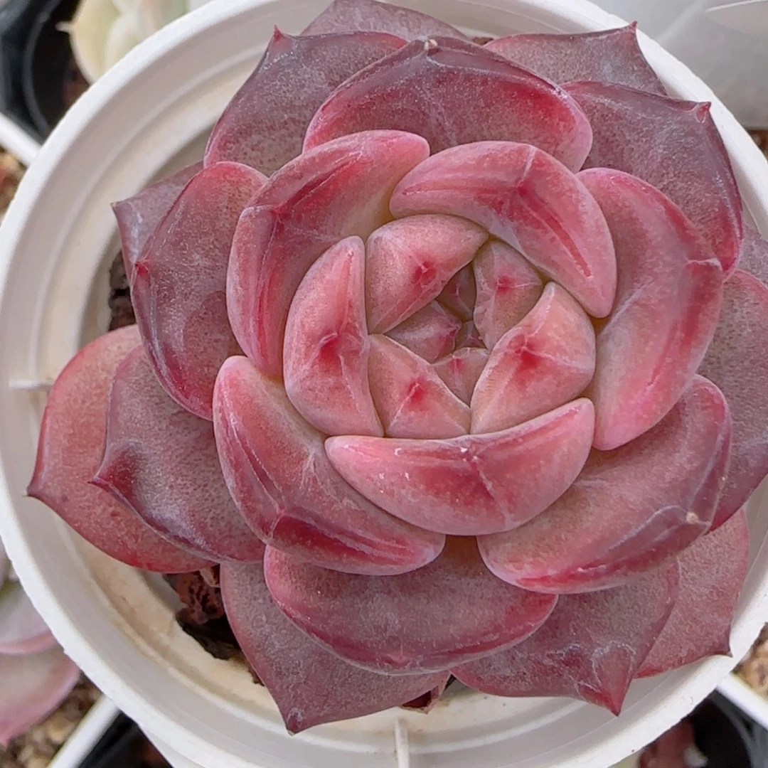 C***花语多肉1223-290