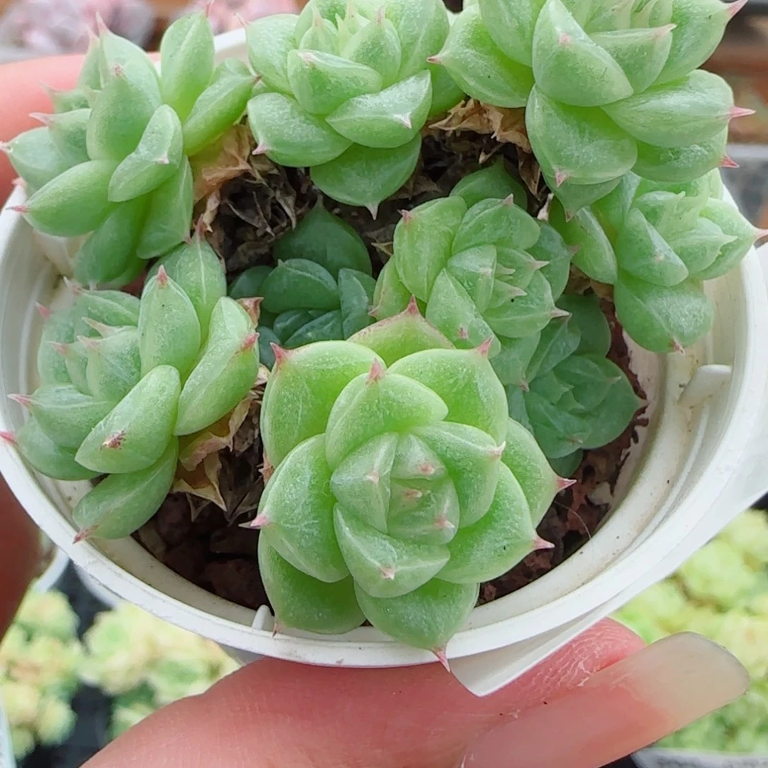 花语逸镜0922-302散
