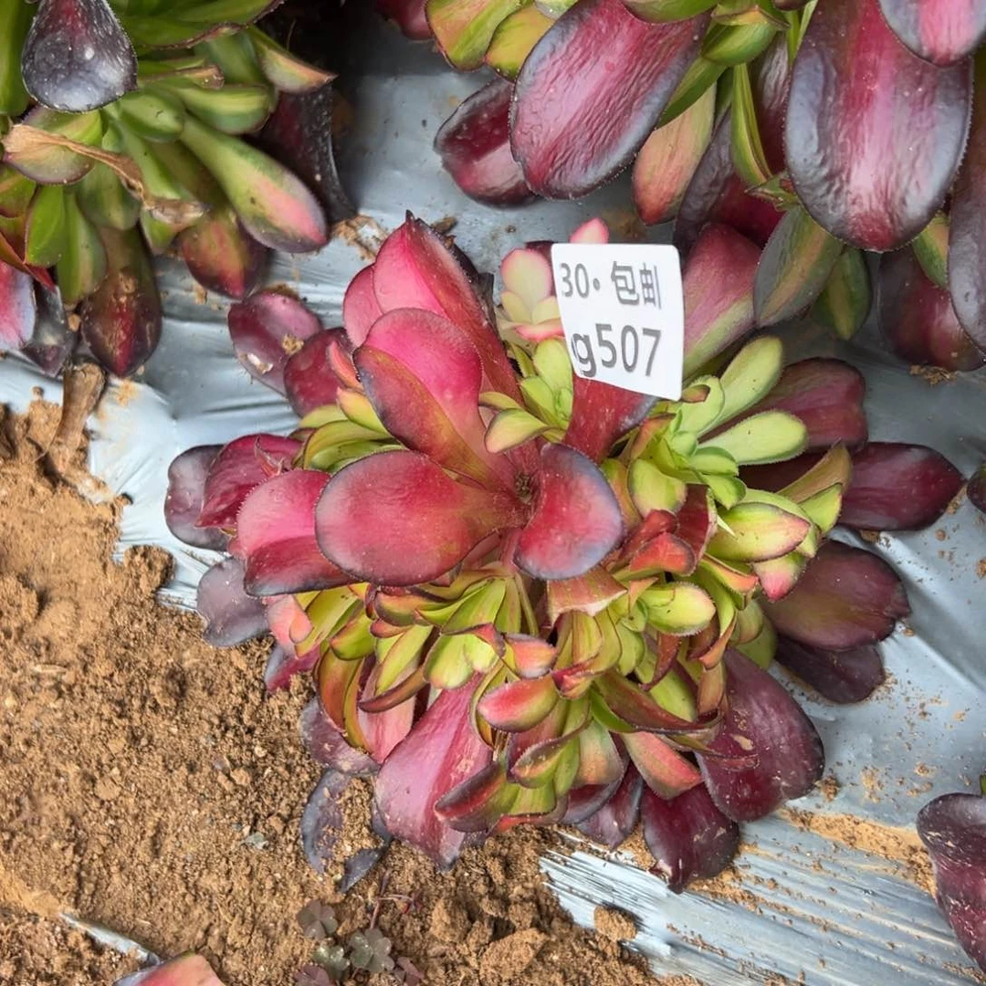 507 多肉法师夕阳