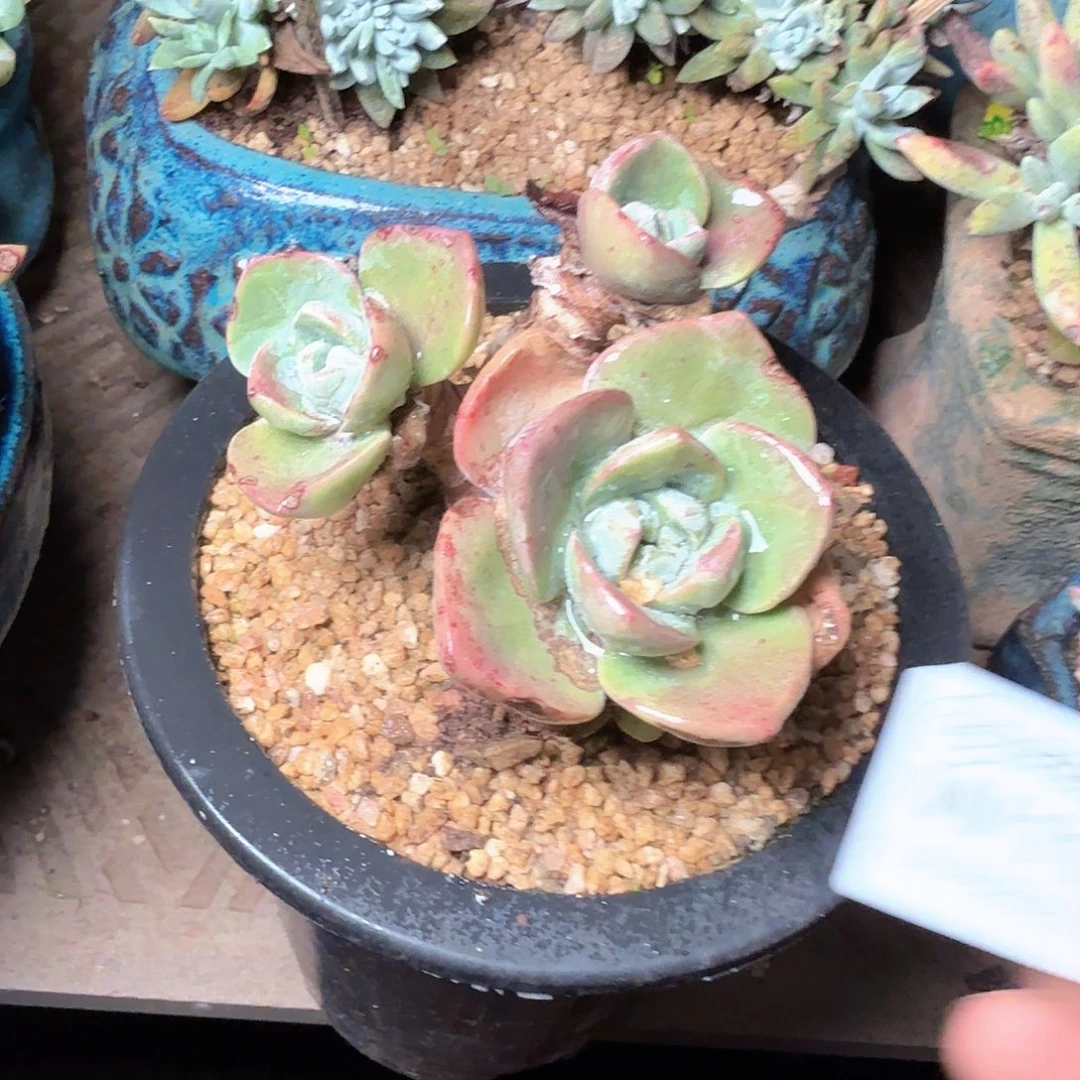 1119泡芙苹果叶多肉
