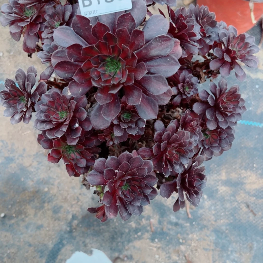 择***186黑铜壶法师多肉植物