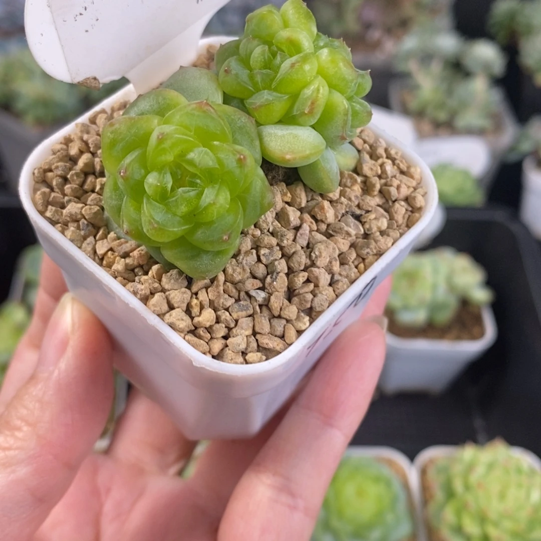 甜心t 50三头群一颗77号