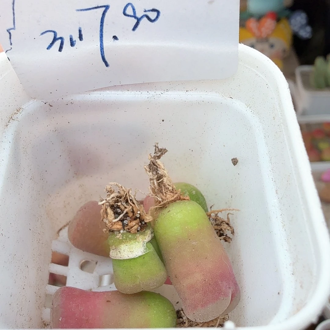 ?**单3.17.81/简单的多肉植物