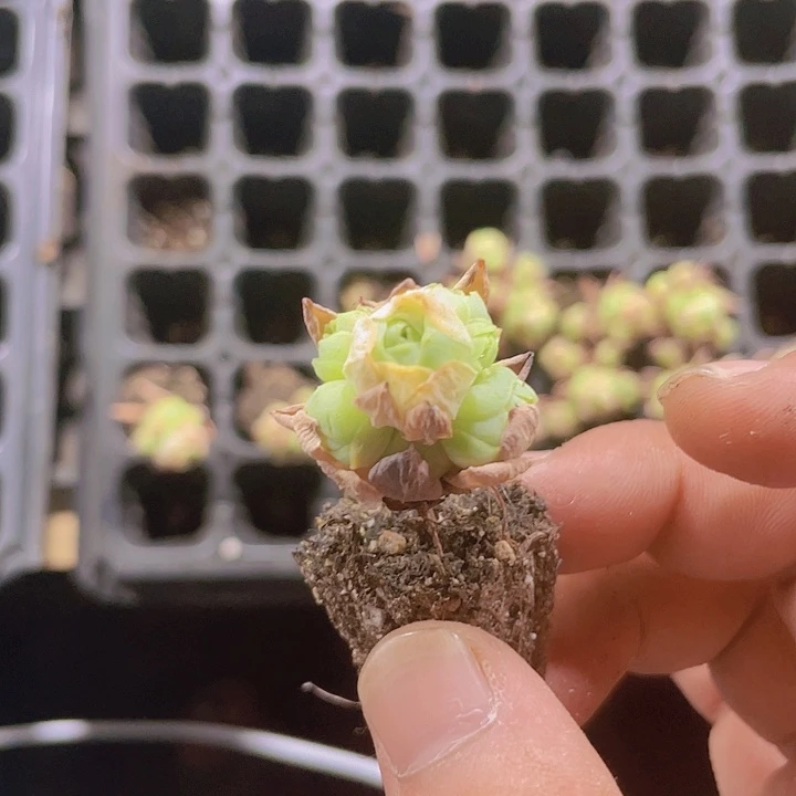 山地玫瑰2颗一组