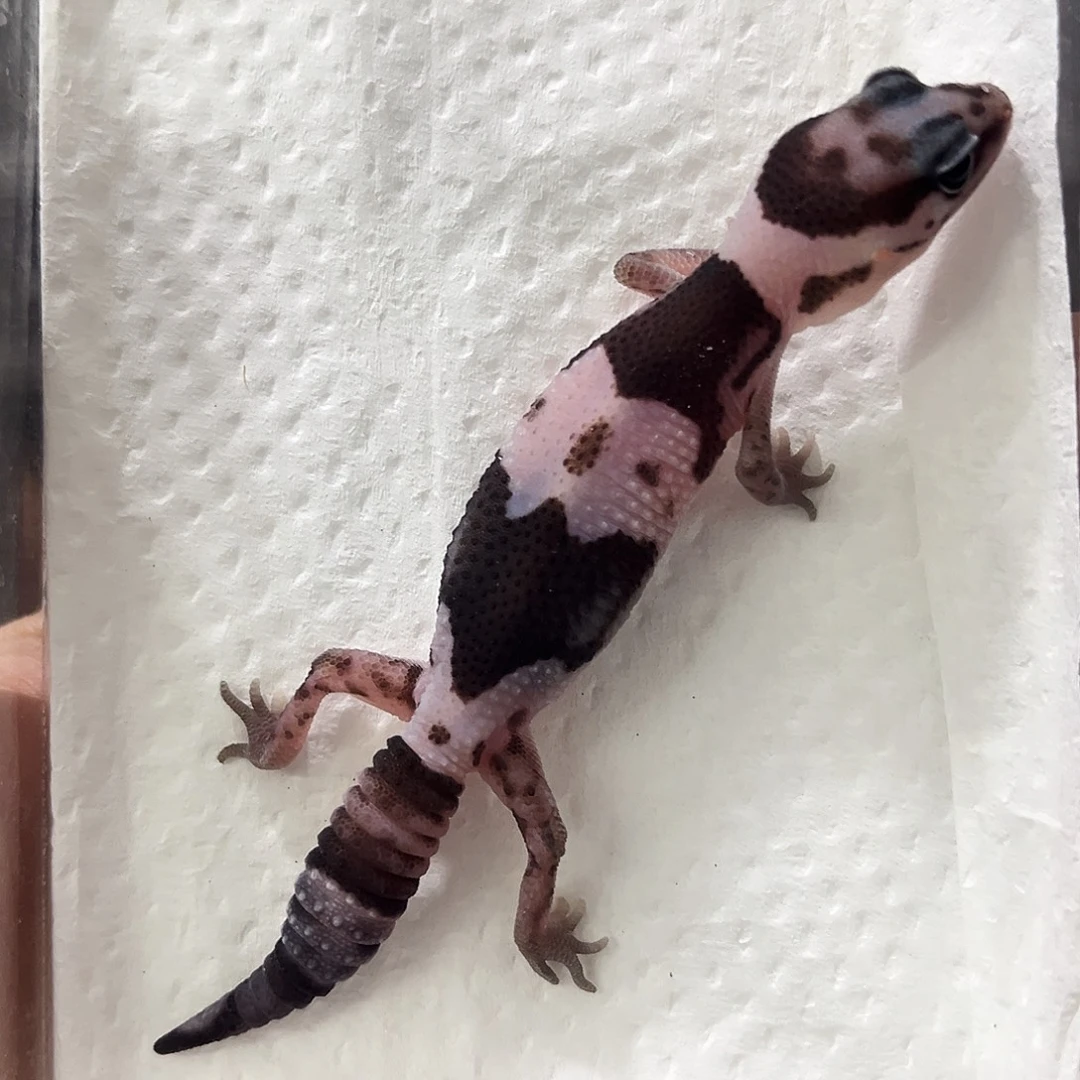 肥尾守宫奶牛奥利奥隐无纹66幽灵