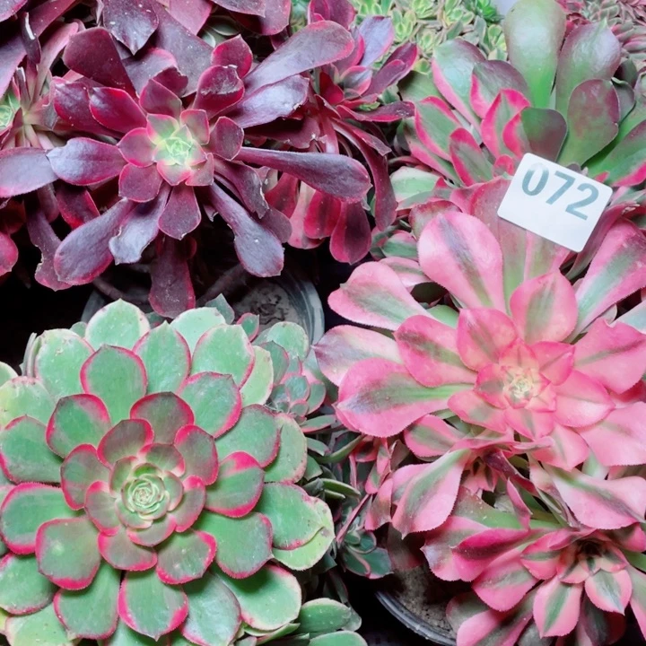 多肉植物组合072