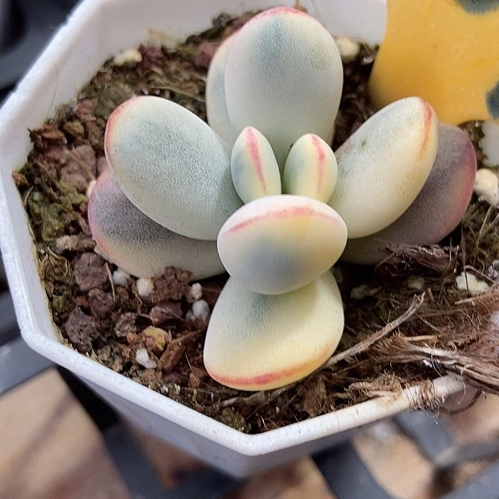 多肉植物乒乓锦2109