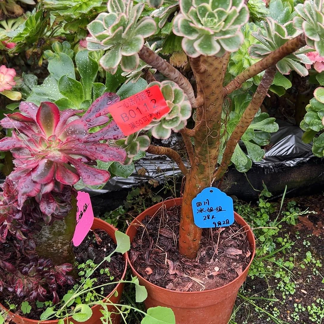 四***姐0112多肉植物缀画