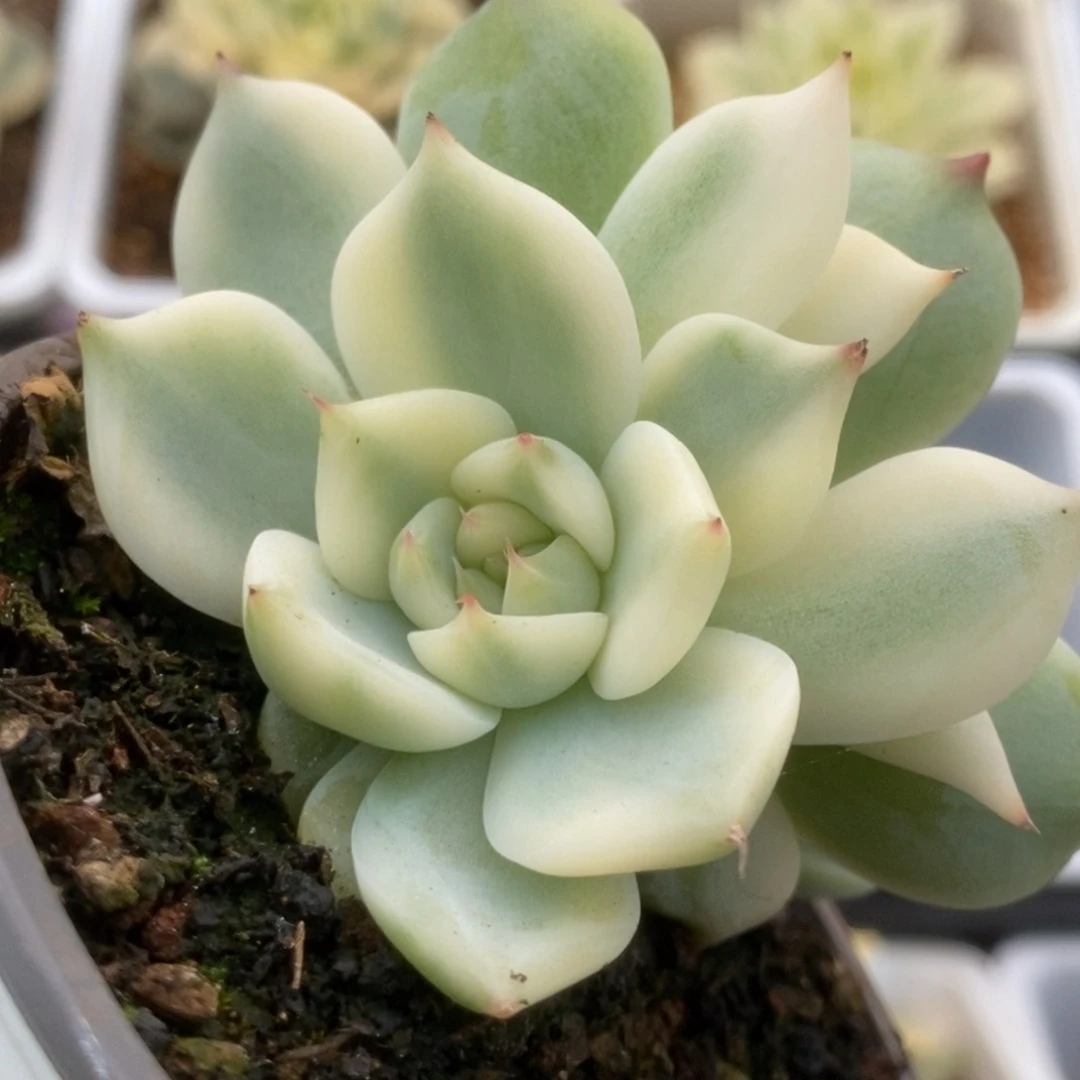 527锦锦锦锦锦锦锦锦锦锦
