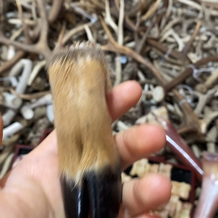 无非金属鹿蹄鹿蹄