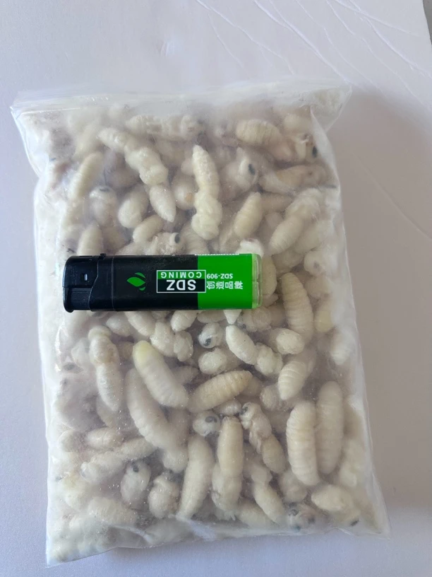 土蜂，虎头峰蛹新鲜熟冻榨干500g一斤，3 斤