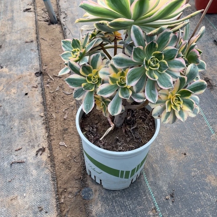 2灿烂多肉多肉植物多肉多肉