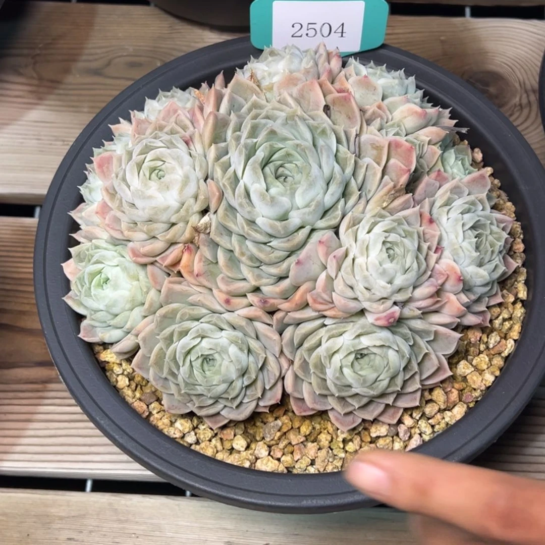 陌**开2504多肉多多发多多