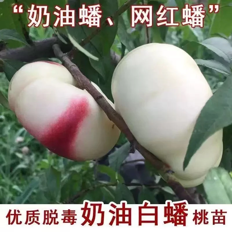奶油白蟠桃树苗 新品种嫁接桃树苗 奶油白蟠桃树苗 盆栽地栽