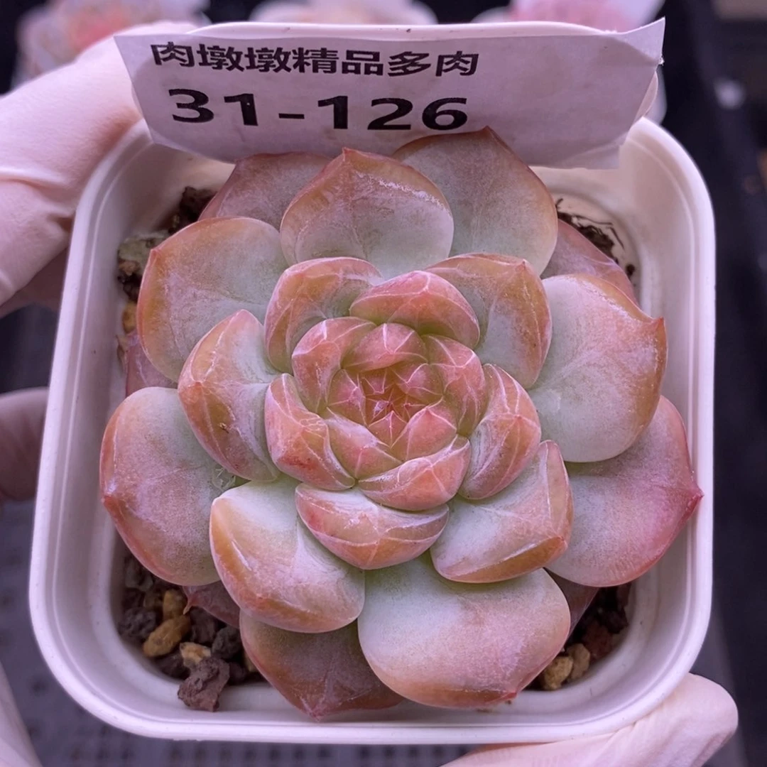 【闪购商品】31-126