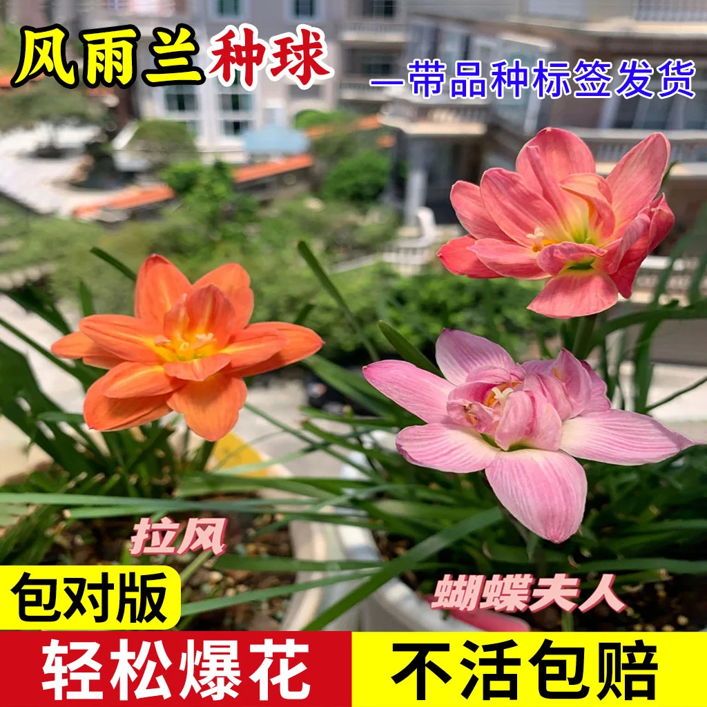 【常年开花】风雨兰种球清香型好养易活庭院阳台盆栽花卉耐寒耐热