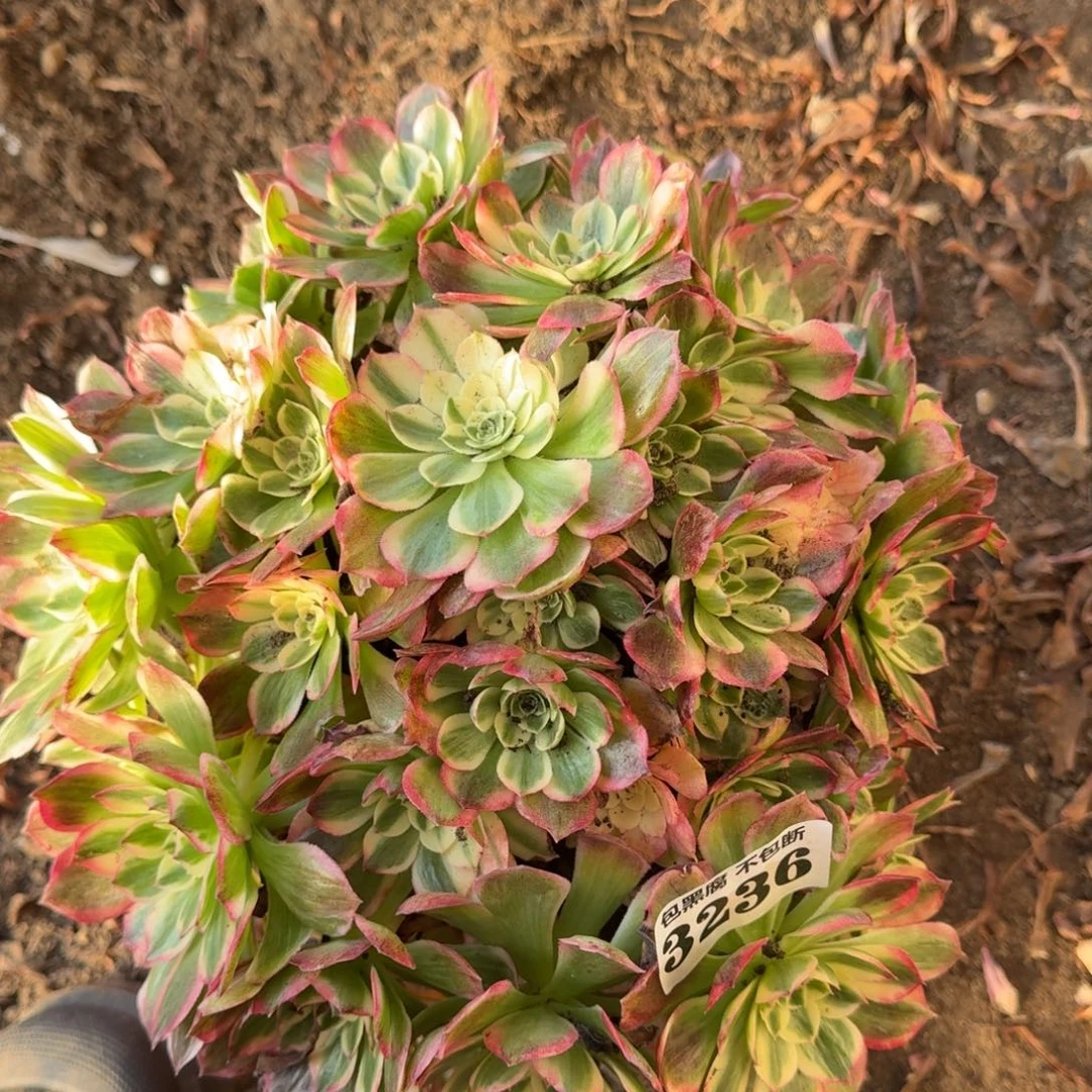 19-11法师海仙3236