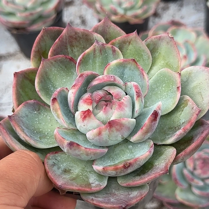 葡****惊鸿一物一拍包装收缩花旱