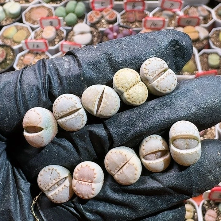 生石花12554。   66