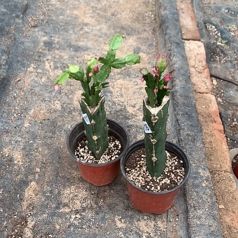 116+117嫁接蟹爪兰：桑吉塔+阿尔法（柱子有斑）