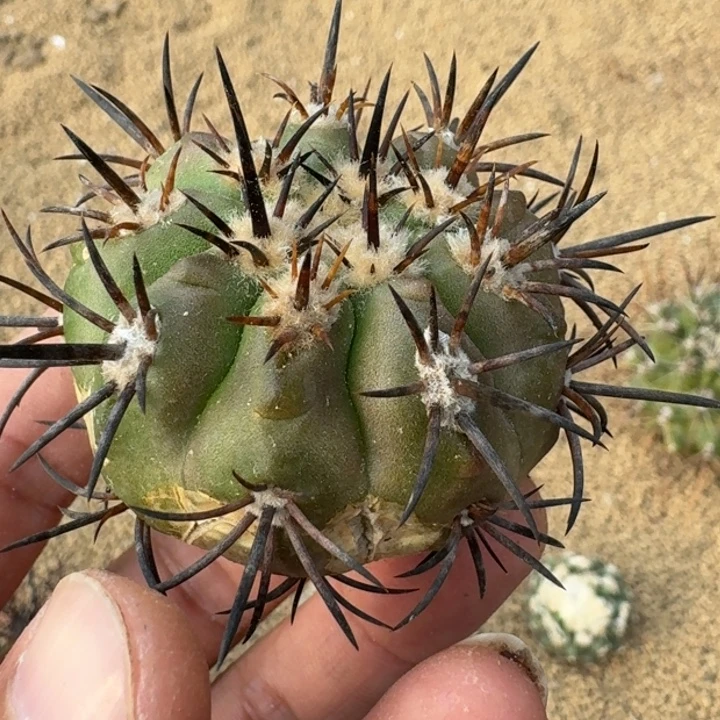 龙须玉无根666666666