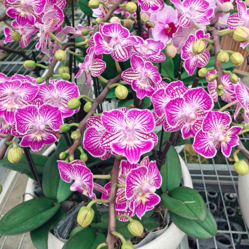 蝴蝶兰带花剑带花苞室内花卉绿植盆栽四季好养活