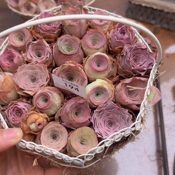 往***.山地玫瑰多肉植物山地194