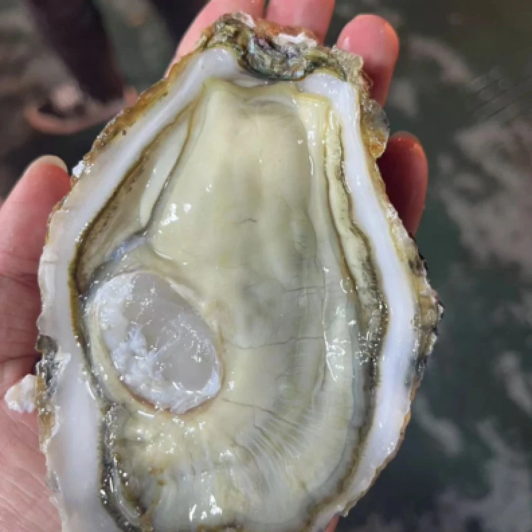 精品乳山生蚝 金标5➕ 1个