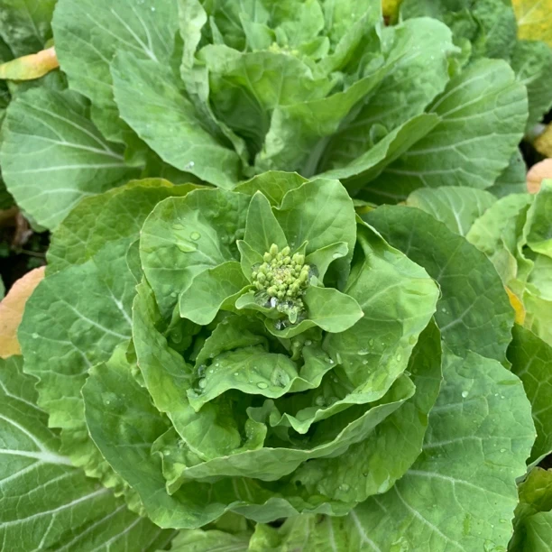 高山白菜苔3斤装