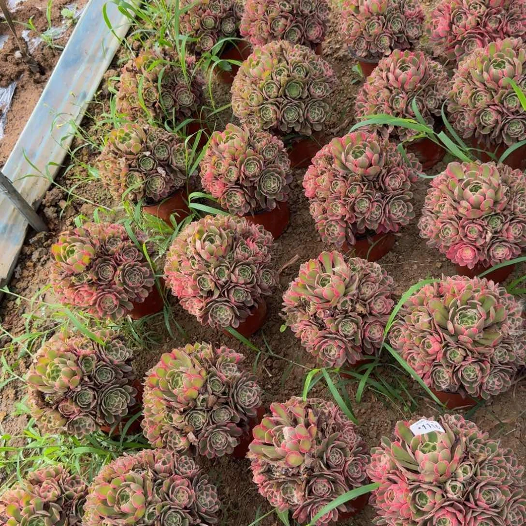 妖月量拍 多肉植物