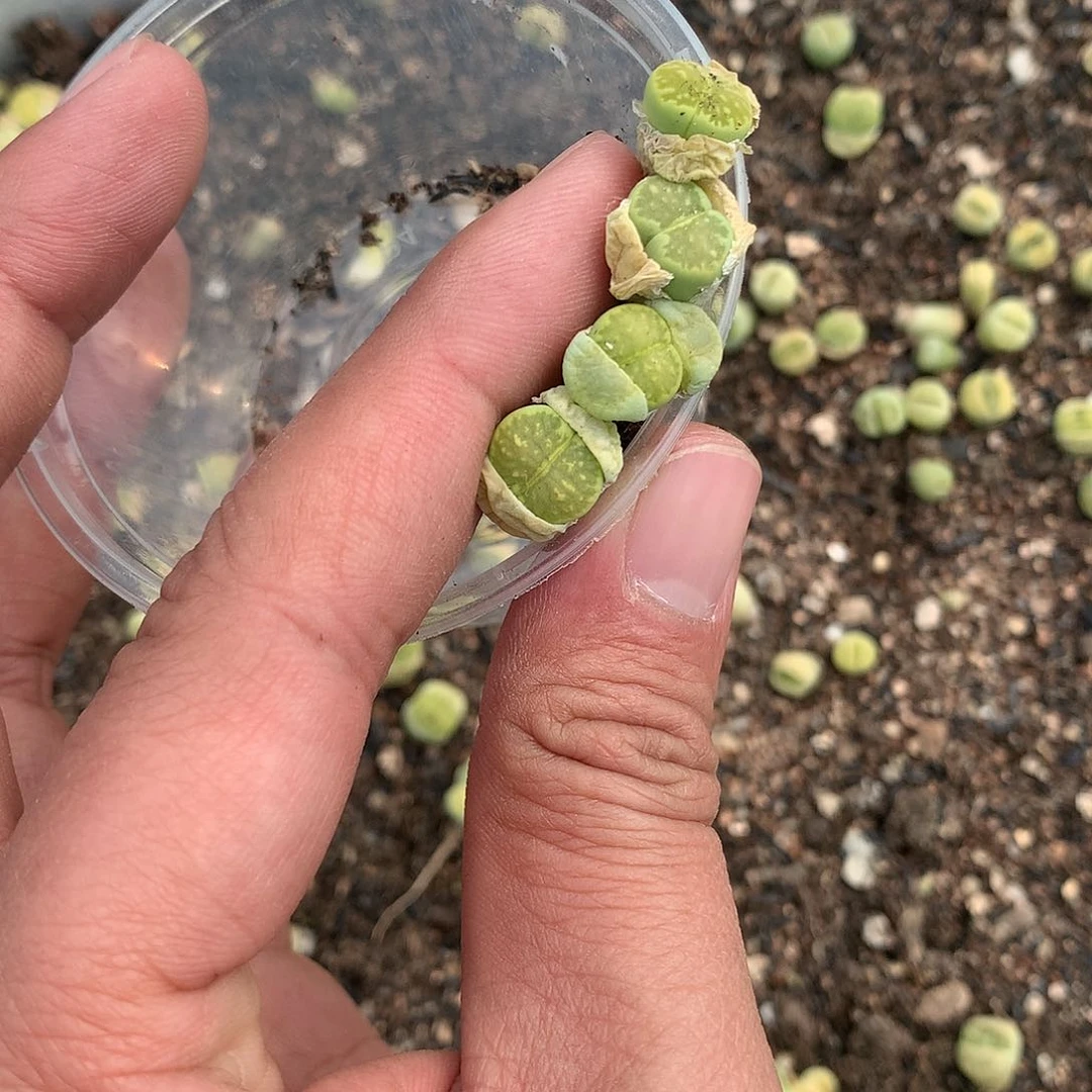 胖****1W125多肉植物保护