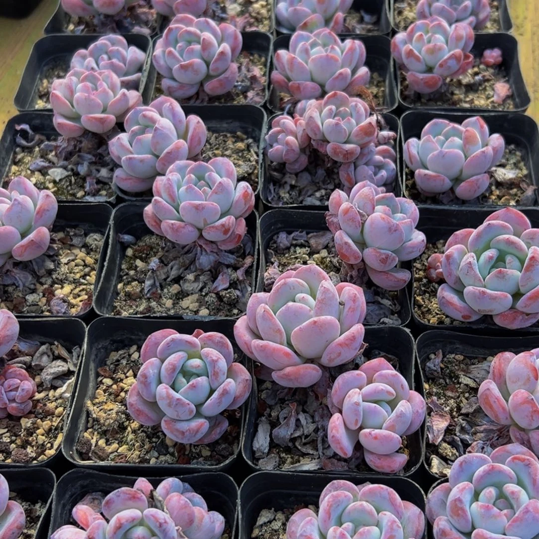 828的方法和紧急集合计划呢